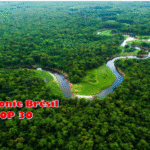 La forêt Amazonienne accueille la COP 30