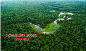 Lire la suite à propos de l’article La forêt Amazonienne accueille la COP 30