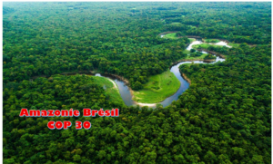 Lire la suite à propos de l’article La forêt Amazonienne accueille la COP 30